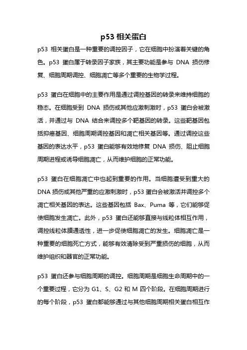 p53相关蛋白