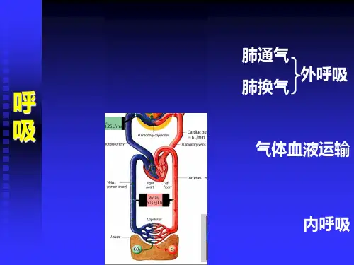 第五章呼吸