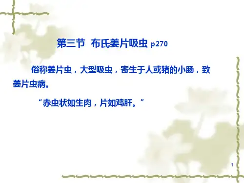 姜片虫ppt课件