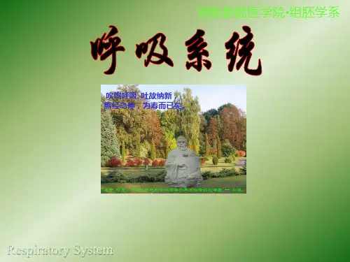 组织与胚胎学课件：呼吸系统组织学