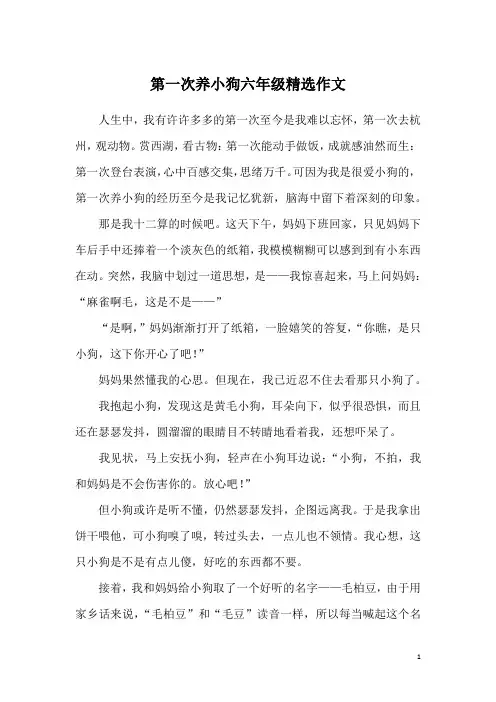 第一次养小狗六年级精选作文