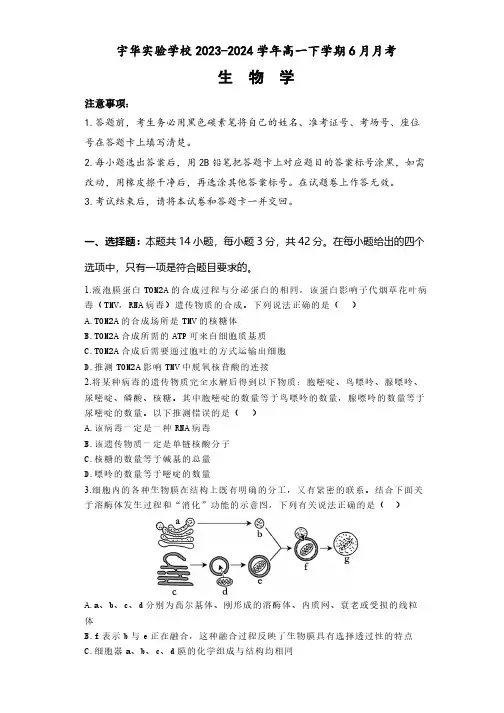 河南省郑州市新郑市宇华实验学校2023-2024学年高一下学期6月月考生物学试题(含解析)