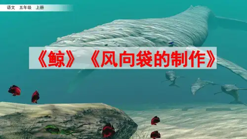 五年级上册语文第五单元课件习作例文 (共27张PPT)部编版