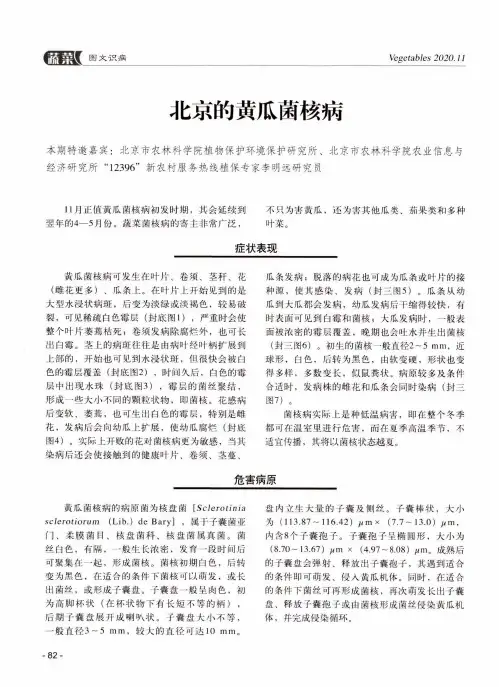 北京的黄瓜菌核病