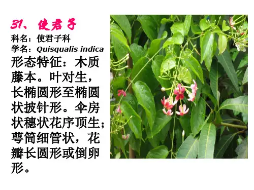 常见园林植物31到60种(岭南)