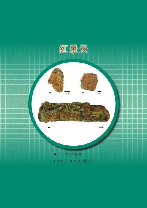 红景天