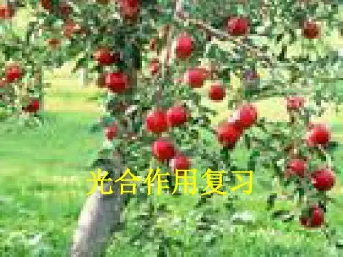 人教版教学课件光合作用第一轮复习课件
