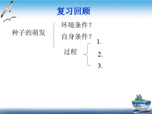新人教版《植株的生长》精品ppt课件.2
