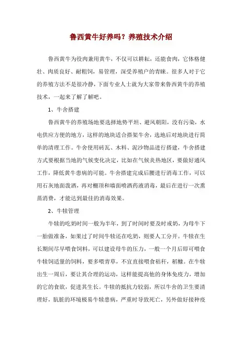 鲁西黄牛好养吗？养殖技术介绍