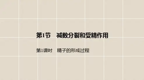 高中生物人教版2019必修2第2章第1节第1课时精子的形成过程课件45张