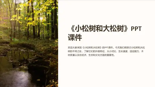 《小松树和大松树》课件