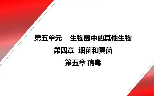 人教版生物 八年级上 第四、五章《细菌和真菌、病毒》综合复习课件