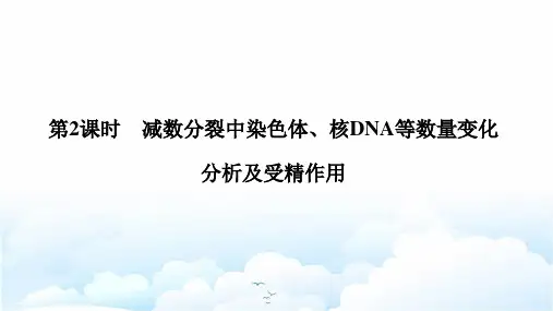 高中生物必修二优质课件：2.1.2 减数分裂中染色体、核DNA等数量变化分析及受精作用