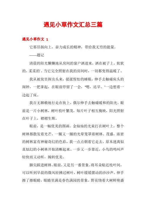 遇见小草作文汇总三篇