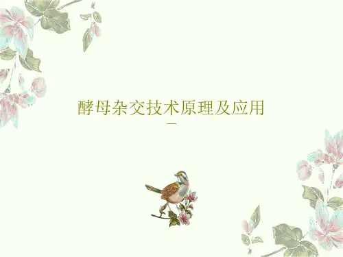 酵母杂交技术原理及应用PPT共38页