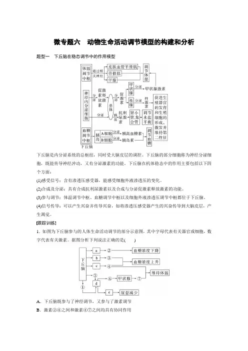 2024届高考一轮复习生物教案(新教材人教版鲁湘辽)：动物生命活动调节模型的构建和分析