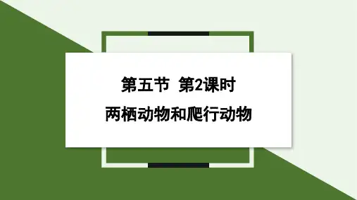 2.2.2  两栖动物和爬行动物  课件26张PPT) 第2课时 2025学年生物人教版七年级上册