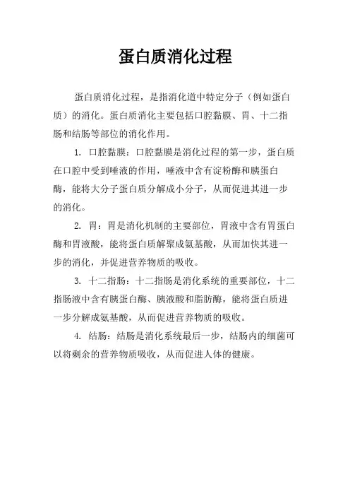 蛋白质消化过程