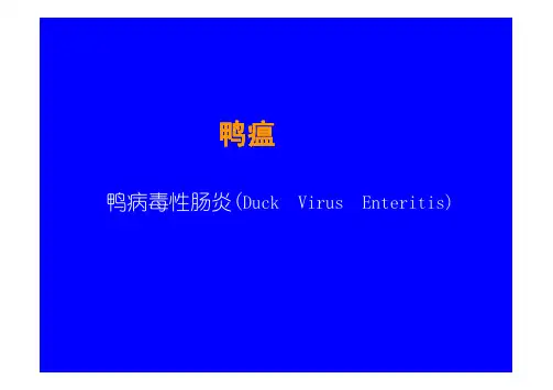 鸭温 、