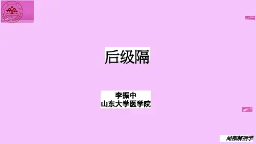 局部解剖学03-课件_34