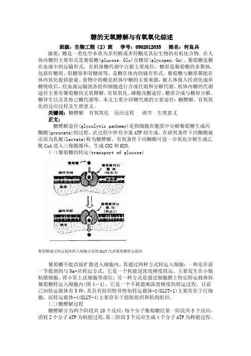 糖的无氧酵解与有氧氧化综述