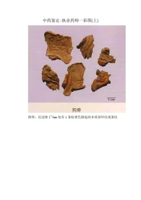 中药鉴定-执业药师一彩图(上)