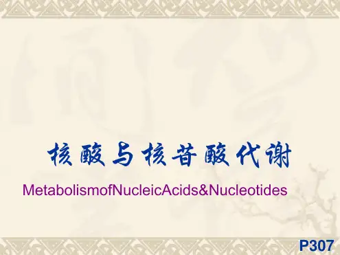 生物化学核苷酸代谢和氨基酸代谢