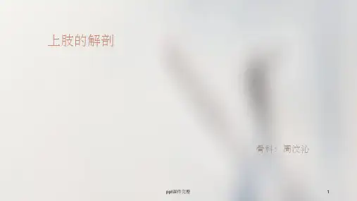 上肢的局部解剖