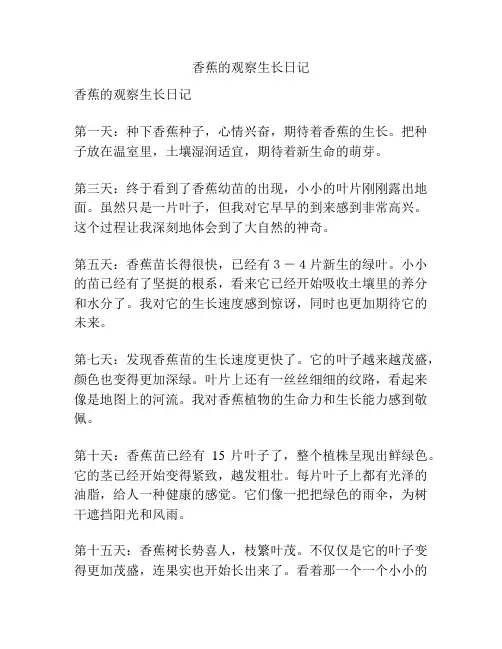 香蕉的观察生长日记