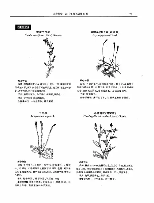 杂草图谱