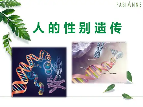 人教版八年级下册生物第二章第四节人的性别遗传