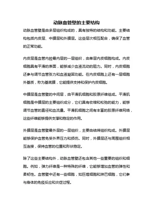 动脉血管壁的主要结构