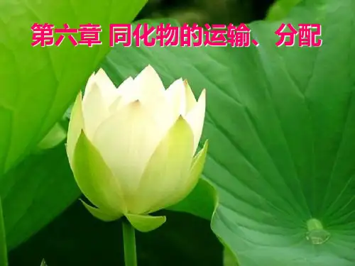 第6章 同化物的运输、分配