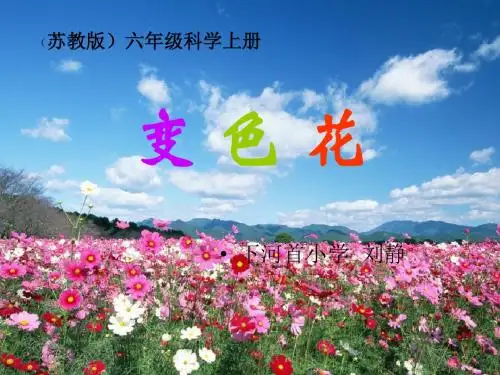 《变色花》苏教版科学六年级PPT课件