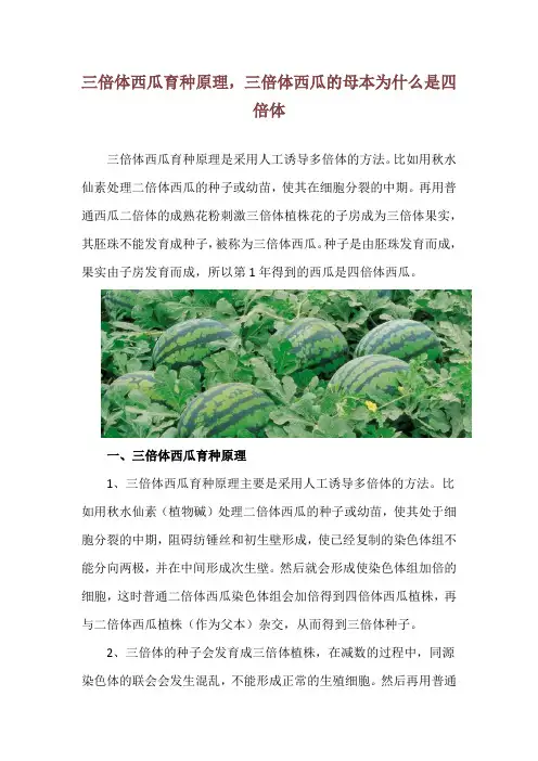 三倍体西瓜育种原理,三倍体西瓜的母本为什么是四倍体