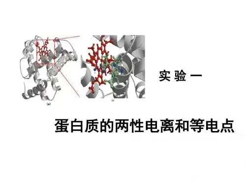 实验1：蛋白质的两性电离和等电点-文档资料