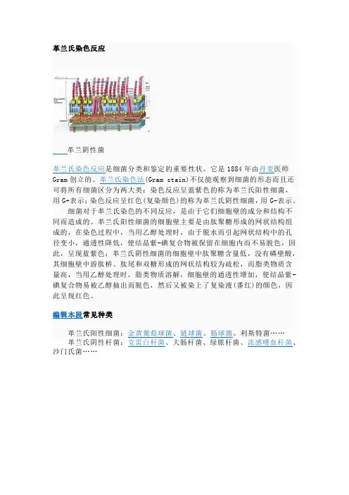 革兰氏分类法