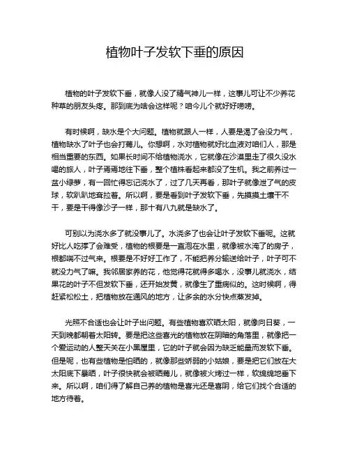 植物叶子发软下垂的原因