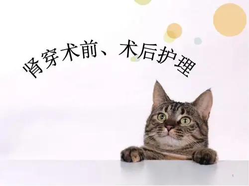肾穿刺活检术术前术后护理ppt课件