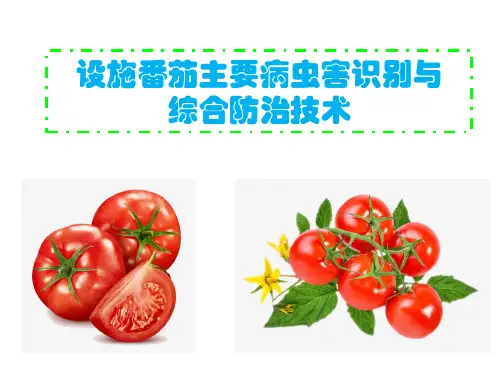 设施番茄主要病虫害识别与综合防治