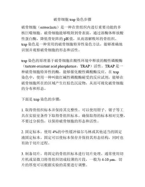 破骨细胞trap染色步骤