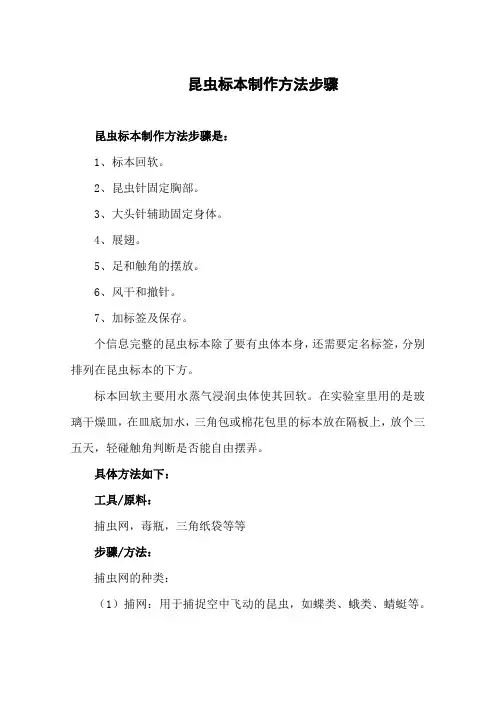 昆虫标本制作方法步骤