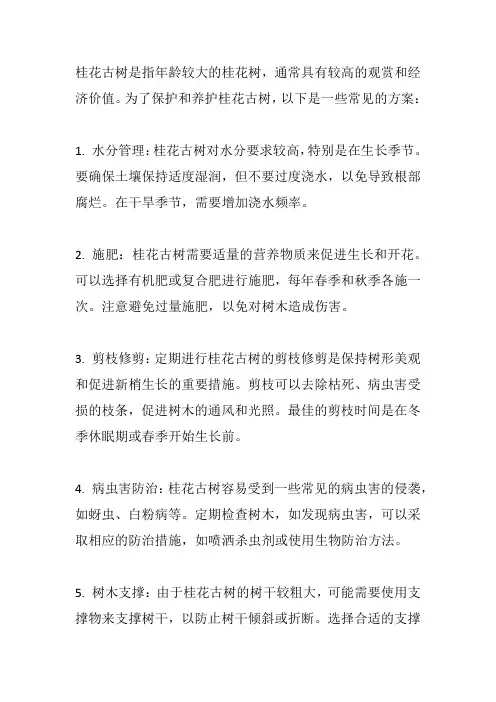 桂花古树养护方案