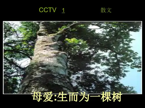 以母爱为主题的教案