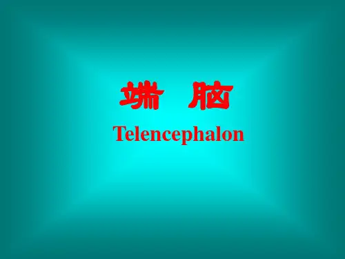 端脑