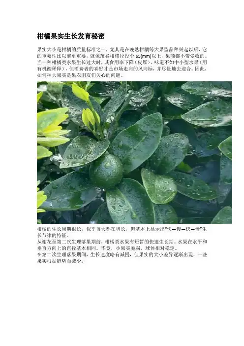 柑橘果实生长发育秘密