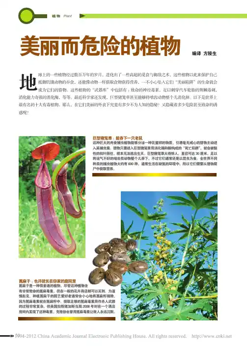 美丽而危险的植物