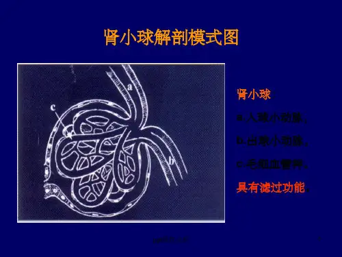 肾病综合征病理图片ppt课件