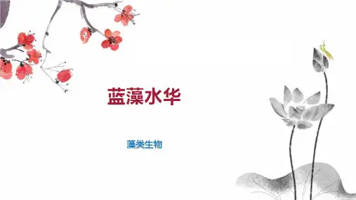 蓝藻水华    
