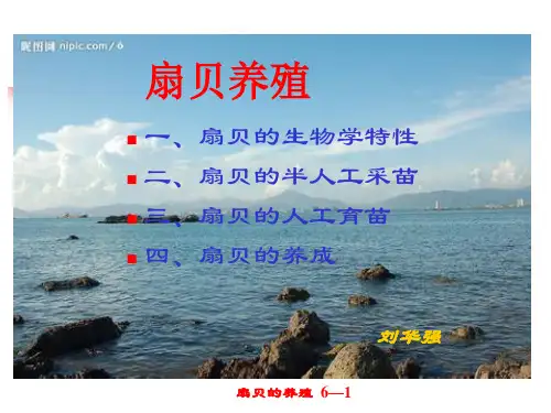 扇贝的养殖讲座